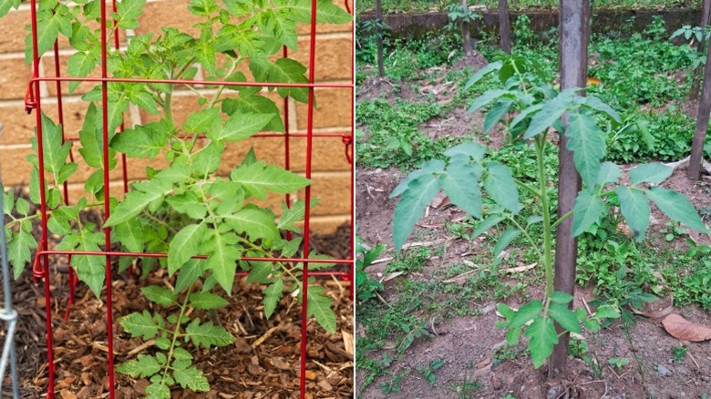 Split image with a young tomato plant growing in a cage on the left and a young single-stemmed plant next to a sturdy stake on the right