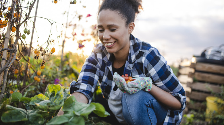 person picking homegrown cherry tomatoes
