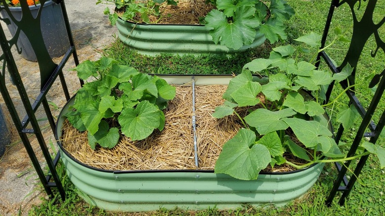 two green galvanized garden beds with plants