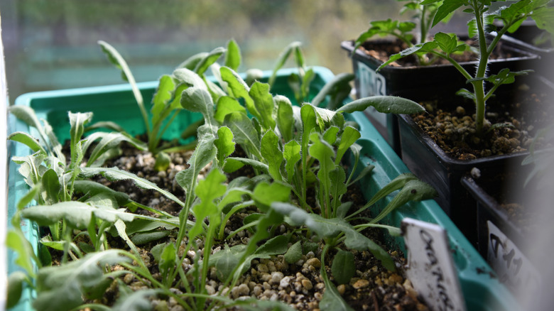 Statice seedlings in a seed starting container near a sunny window.