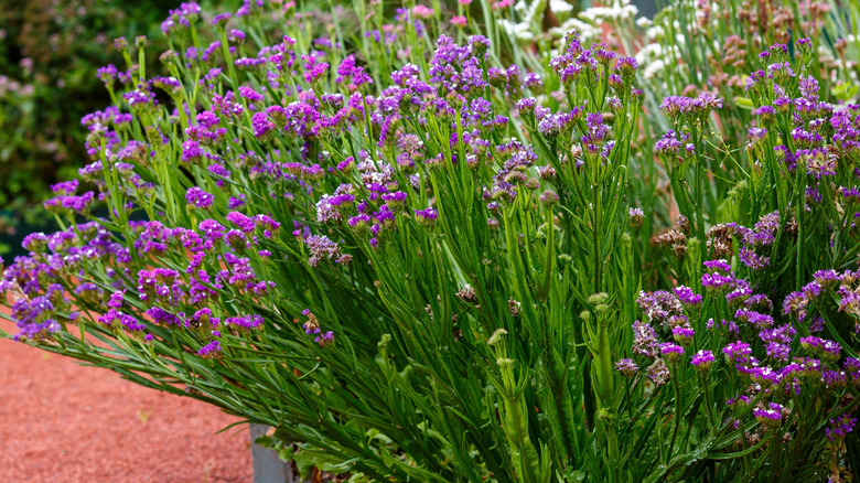 Statice plant with purple blooms in a garden bed.