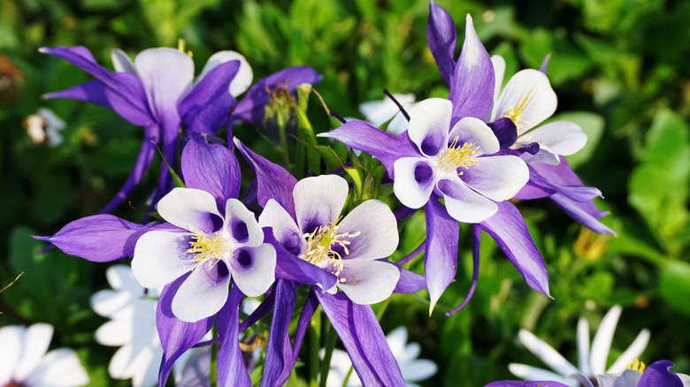 Purple and white columbine flowers