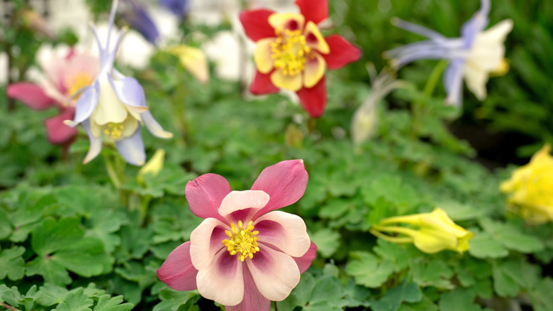 Columbine flowers of various colors in full bloom