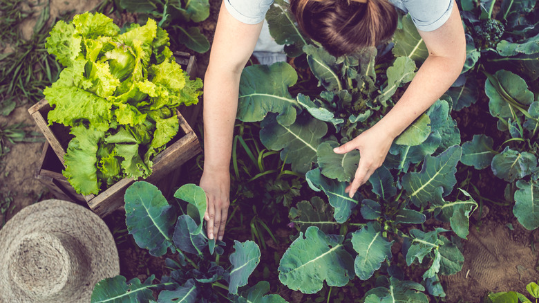person in their veggie garden