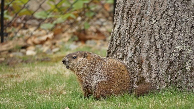 groundhog in yard