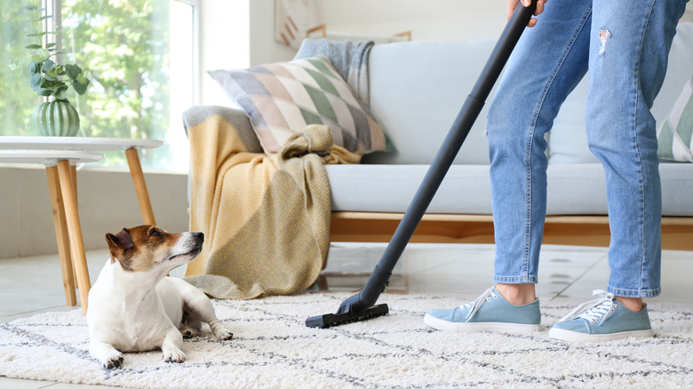 vacuuming carpet with a dog