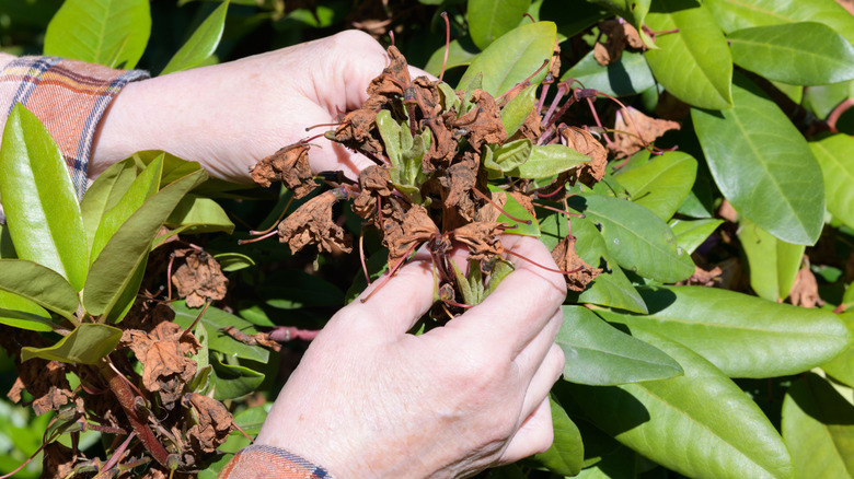 deadheading spent flowers on a rhododendron shrub