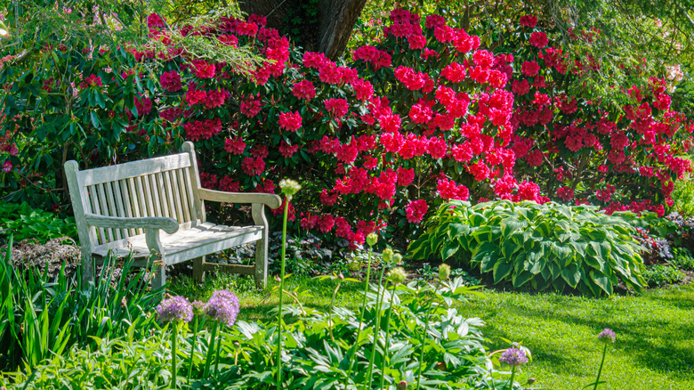 Beautiful garden area with red rhododendron, purple allium, and hostas blooming