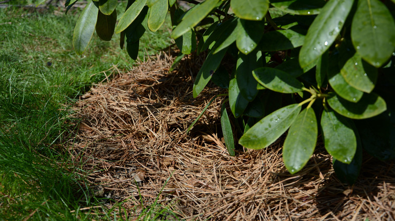 pine needle mulch sits under rhododendron bushes