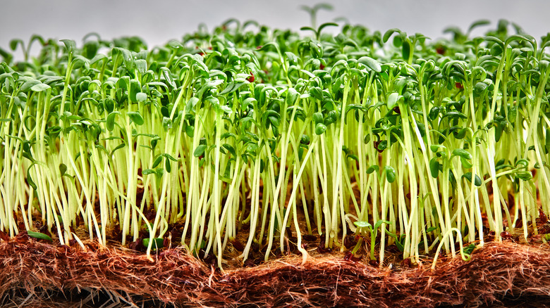 microgreens sprouting from grow mat