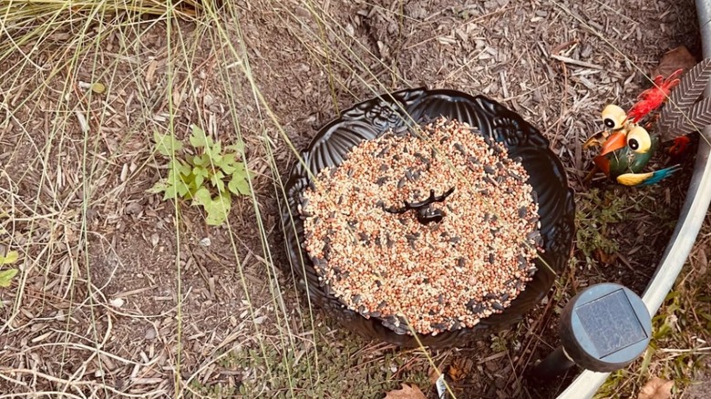 Ground bird feeder in a planter