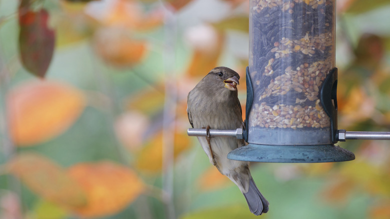 A bird eating from a bulky hanging bird feeder