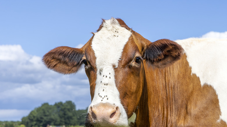 A cow in a pasture with flies on its face