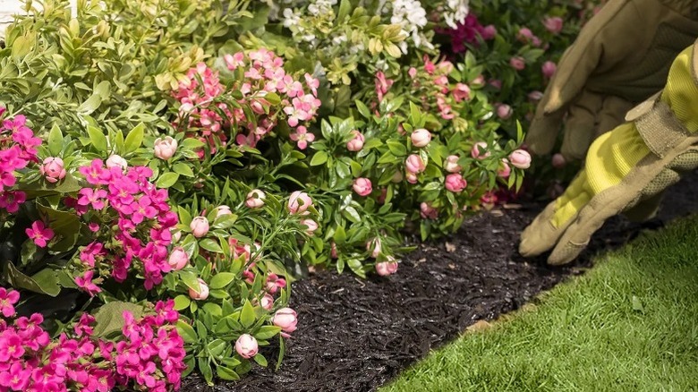 A gardener's gloved hands laying down the recycled rubber mulch border along a flower bed