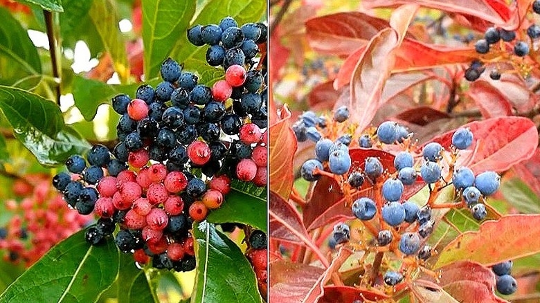 Split image showing a close-up of the colorful berries and glossy green leaves on the left and the fall-colored foliage on the right