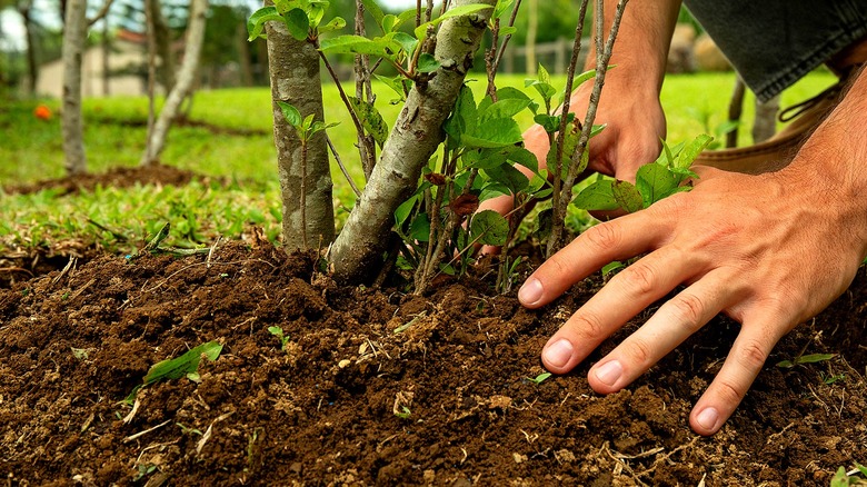 Close-up of hands placing soil around a young shrub planting