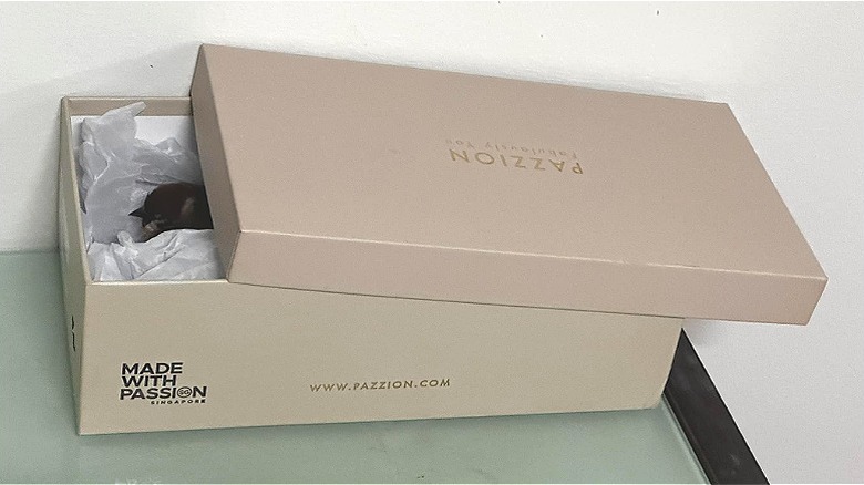 Gray shoebox with open lid showing an injured bird recovering inside.