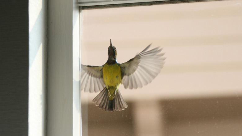 A yellow-chested bird flying onto window glass.