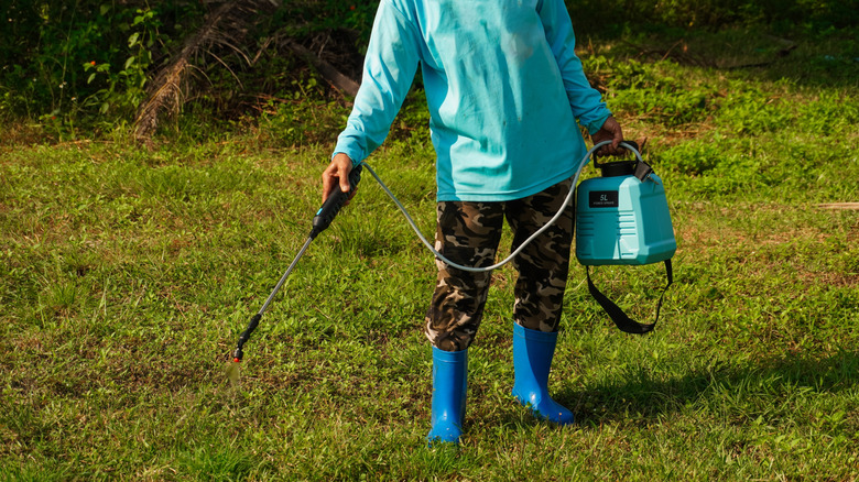 person spraying weeds on lawn