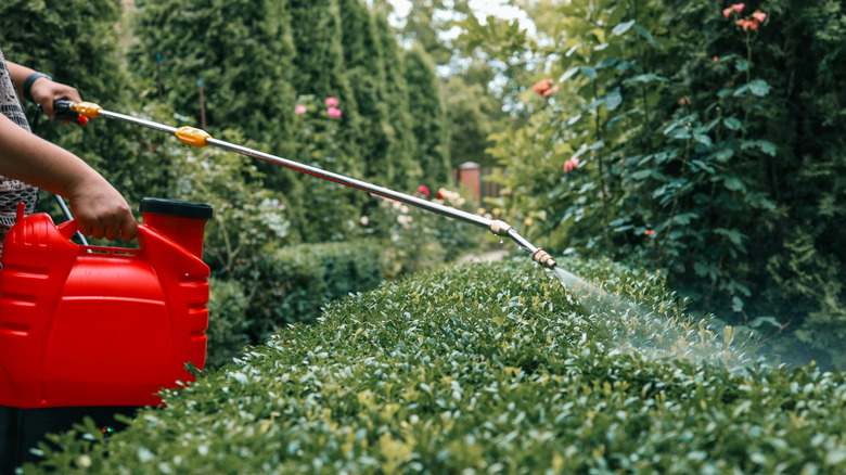 Person using red sprayer on green vegetation.