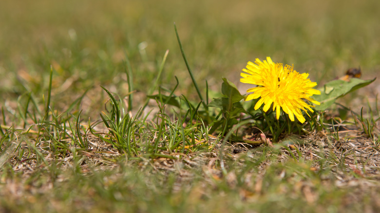 Single yellow dandelion growing in field of grass