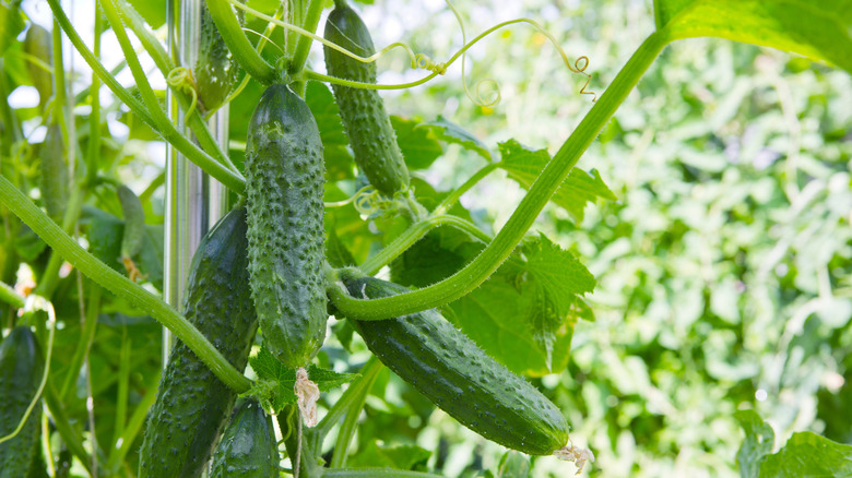 A healthy cucumber vine grown vertically with many fruits