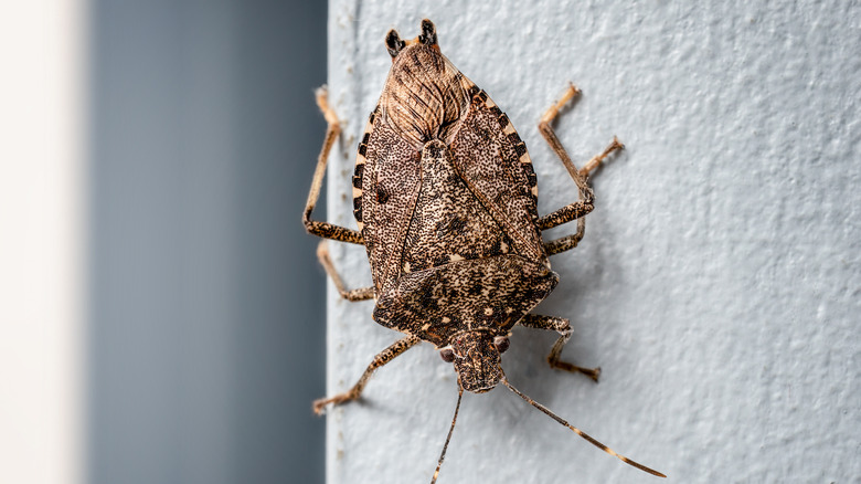 Stink bug on window sill