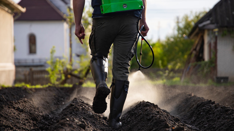 A farmer sprays their vegetable garden rows with herbicide.