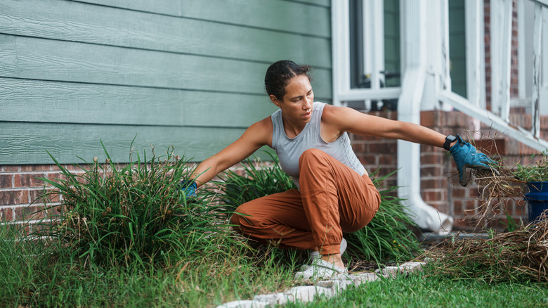 A woman wearing blue gloves throws weeds uprooted from a garden bed into a plastic bucket.