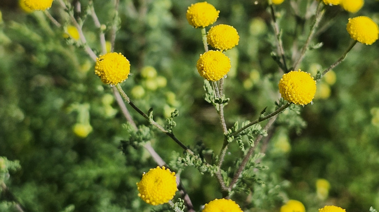 The yellow button-like flowers of invasive stinknet weed grow on wiry stems with few leaves.