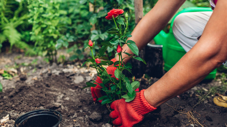 Closeup of woman planting roses in the garden