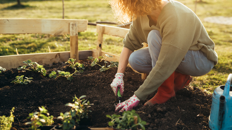 Closeup of woman gardening