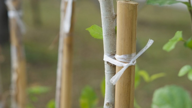 Piece of plastic packaging tied around a tree and stake