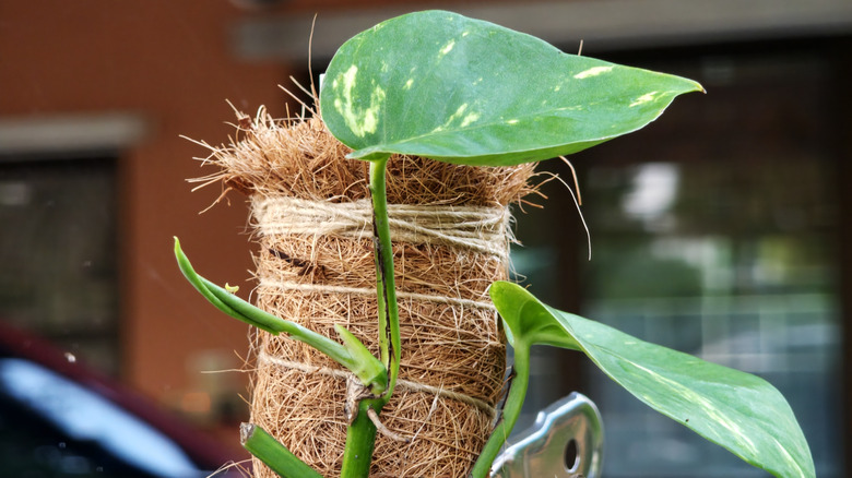 Golden pothos cutting with roots, tied to a natural coir fiber pole for climbing support