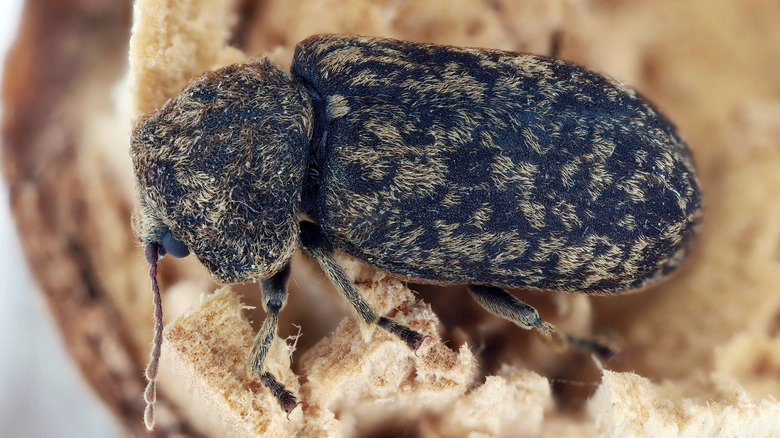 A close up of a deathwatch beetle with its mottled brown and black coloring.