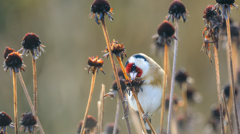 Bird perched on stem while eating coneflower seeds
