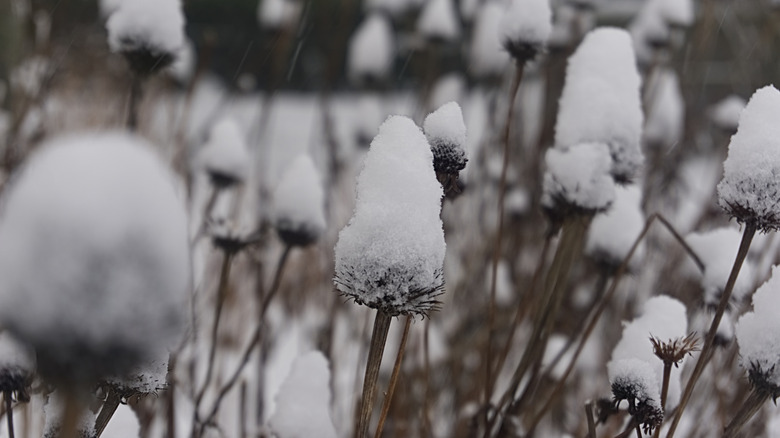 Black-eyed Susan flowerheads covered in snow