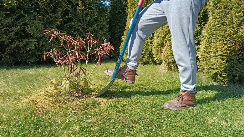 A person wearing gray sweats and work boots digs out a dead rhododendron with a shovel.