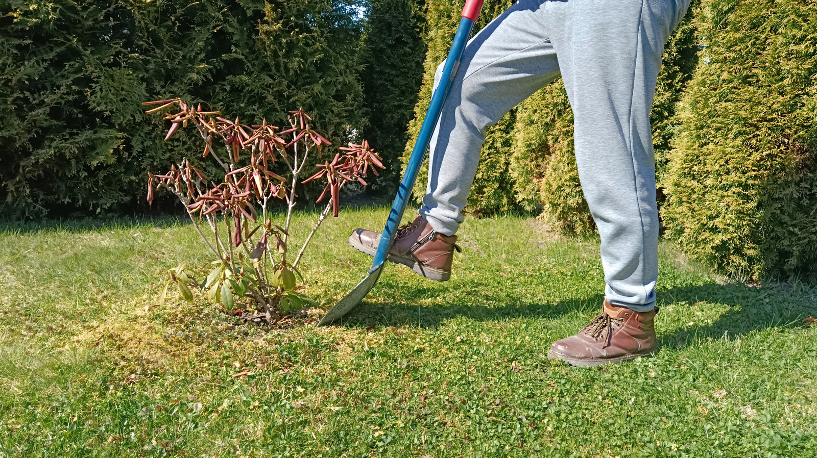 Stop Fighting Difficult Roots: There's An Amazon Tool That Makes Digging Easier