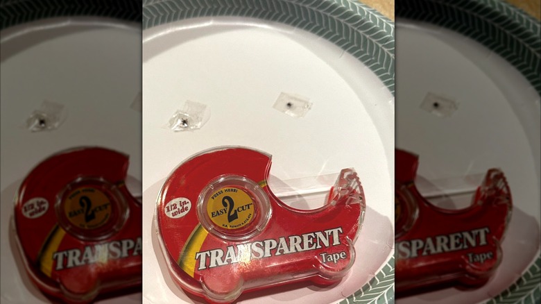 A red tape dispenser and two insects wrapped in clear tape are on top of a white and gray paper plate.