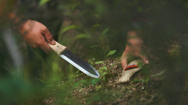 A person getting ready to use a hori hori knife to uproot a weed