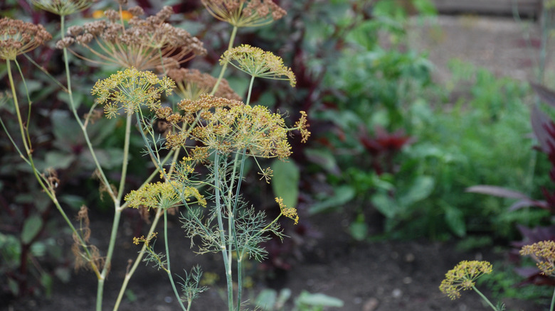 A dill plant producing yellow flower heads and brown seed heads in the garden.