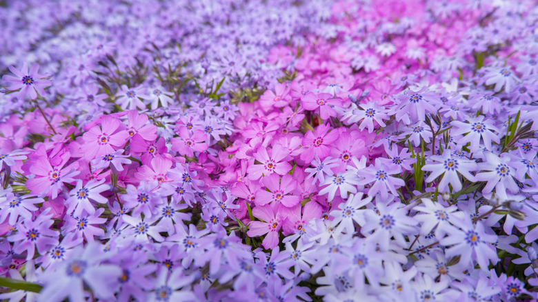 A dense ground covering featuring pink and blue flowers
