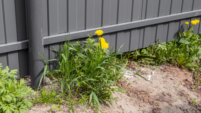 A variety of different weeds growing right next to a gray fence