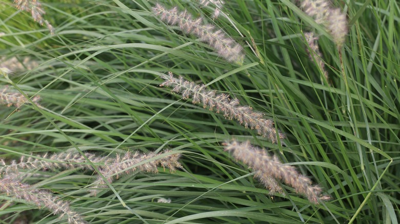 A dense clump of little bluestem with wispy flowers