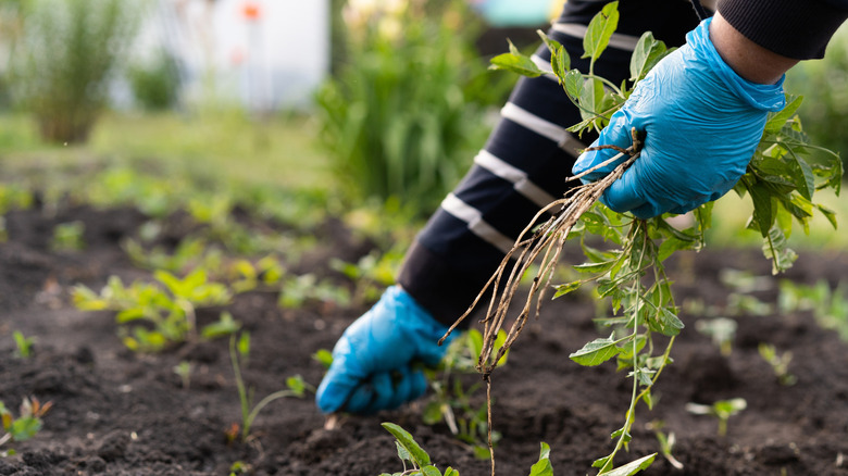 a person wearing blue gloves carefully removing weeds by hand