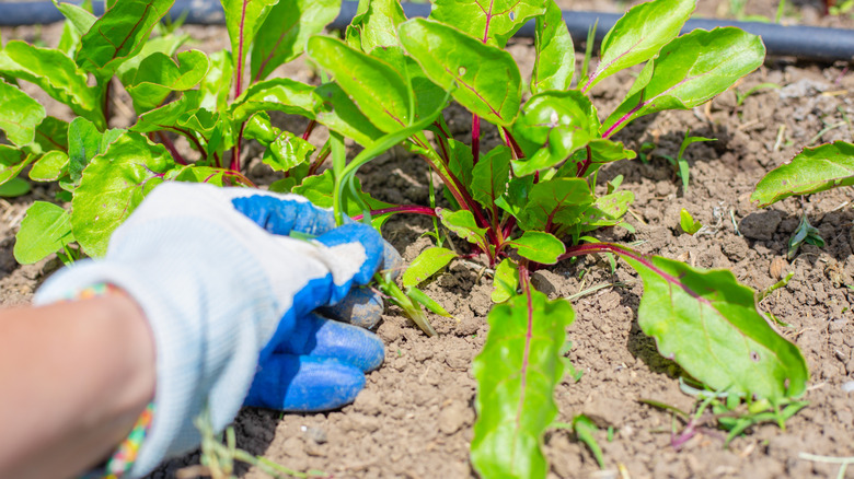 Hand pulling weeds out of garden