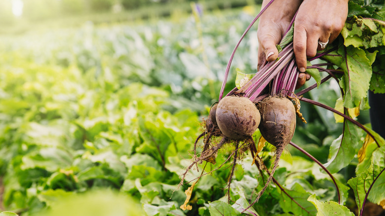 Person pulling beets out of the ground