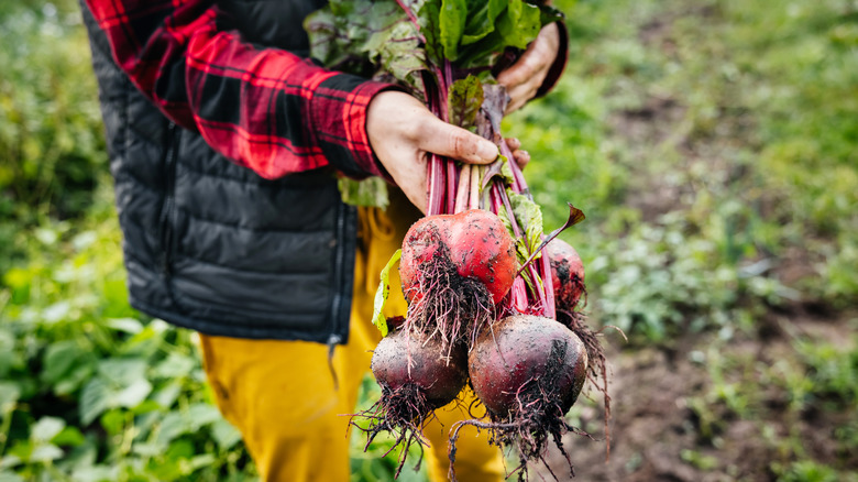 Person holding freshly harvested beets