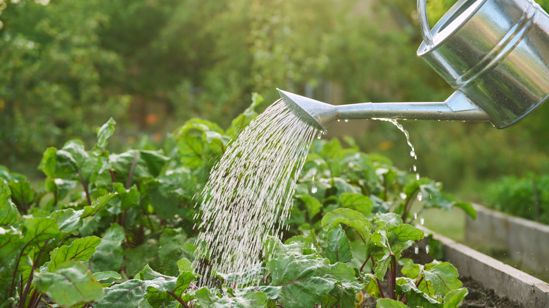 Watering can pouring water onto beet plants